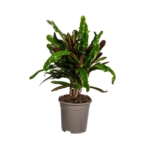 "Codiaeum 'Croton' Mamey Ø17cm - ↕40 - 60cm image"