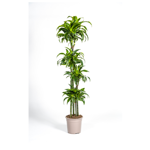 "Drachenbaum (Dracaena deremensis) – pflegeleichte Zimmerpflanze, Topf-Ø 27 cm, Höhe ca. 27 cm image"