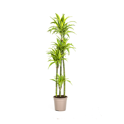 "Drachenbaum (Dracaena deremensis) – pflegeleichte Zimmerpflanze, Topf-Ø 27 cm, Höhe ca. 27 cm image"