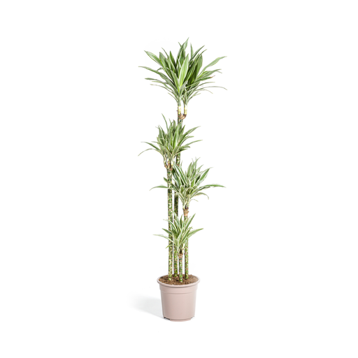 "Dracaena Deremensis Weißer Streifen Ø27cm - ↕170 - 190cm image"