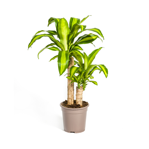"Duftender Drachenbaum (Dracaena fragrans) – pflegeleichte Zimmerpflanze, Topf-Ø 19 cm, Höhe ca. 19 cm image"
