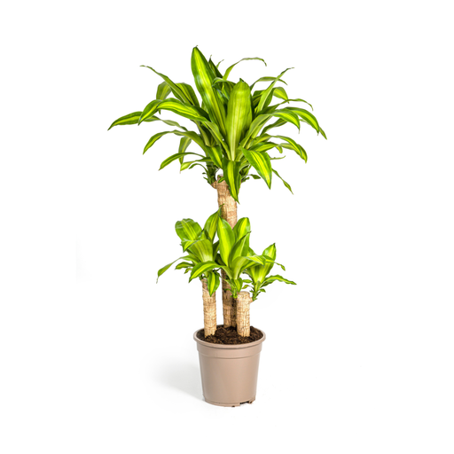 "Dracaena Fragrans Massangeana Ø21cm - ↕90 - 110cm image"