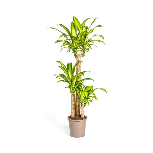 "Duftender Drachenbaum (Dracaena fragrans) – pflegeleichte Zimmerpflanze, Topf-Ø 24 cm, Höhe ca. 24 cm image"