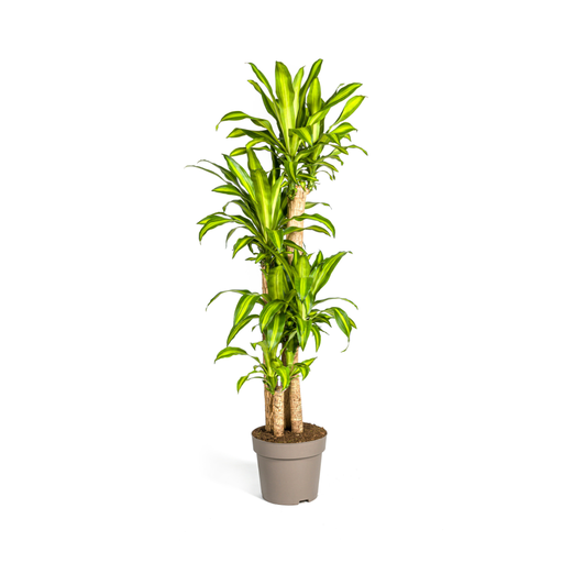 "Duftender Drachenbaum (Dracaena fragrans) – pflegeleichte Zimmerpflanze, Topf-Ø 30 cm, Höhe ca. 30 cm image"
