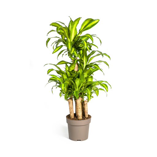 "Duftender Drachenbaum (Dracaena fragrans) – pflegeleichte Zimmerpflanze, Topf-Ø 30 cm, Höhe ca. 30 cm image"