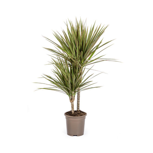 "Schmalblättriger Drachenbaum (Dracaena marginata) – pflegeleichte Zimmerpflanze, Topf-Ø 17 cm, Höhe ca. 17 cm image"