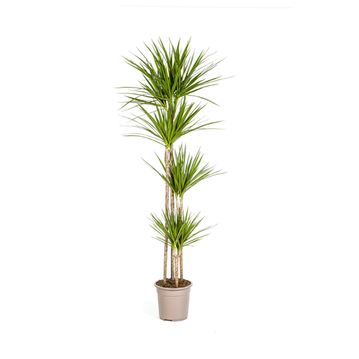 "Dracaena Marginata Grün Ø27cm - ↕170 - 190cm image"