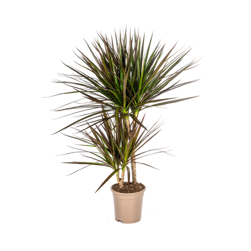 "Drachenbaum (Dracaena marginata) – pflegeleichte Zimmerpflanze, Topf-Ø 17 cm, Höhe ca. 17 cm image"