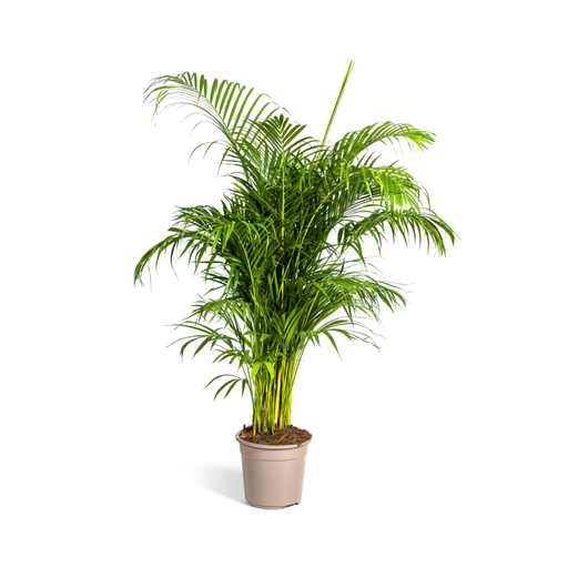 "Dypsis Areca lutescens Ø27cm - ↕150 - 170cm image"