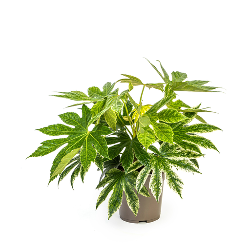 "Fatsia Japonica Spinnennetz Ø19cm - ↕40 - 50cm image"