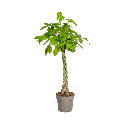 "Glückskastanie (Pachira aquatica) – pflegeleichte Zimmerpflanze, Topf-Ø 27 cm, Höhe ca. 27 cm image"