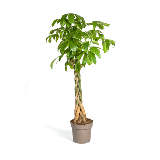 "Glückskastanie (Pachira aquatica) – pflegeleichte Zimmerpflanze, Topf-Ø 30 cm, Höhe ca. 30 cm image"