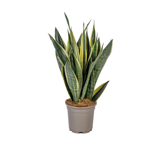 "Sansevieria Trifasciata Kanarienvogel Ø17cm - ↕45 - 55cm image"