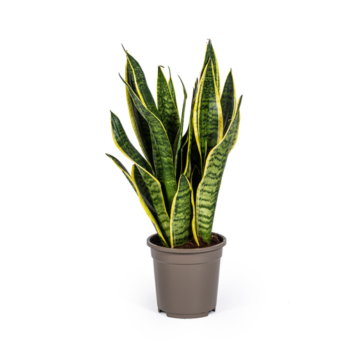 "Sansevieria Trifasciata Futura Superba Ø17cm - ↕45 - 55cm image"