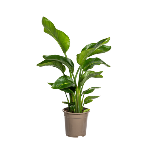"Strelitzia Nicolai Ø21cm - ↕90 - 110cm image"