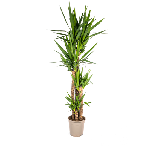 "Yucca Elephantipes Ø27cm - ↕150 - 170cm image"