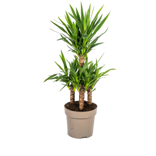 "Yucca Elephantipes Ø30cm - ↕90 - 110cm image"