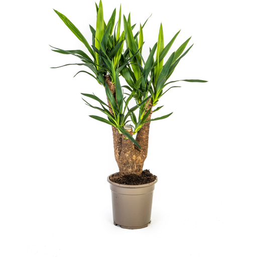 "Palmlilie (Yucca elephantipes) – pflegeleichte Zimmerpflanze, Topf-Ø 21 cm, Höhe ca. 21 cm image"
