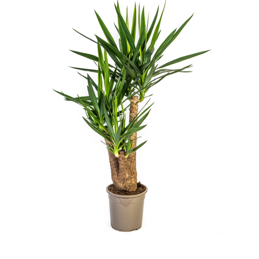 "Yucca Elephantipes Verzweigt Ø24cm - ↕80-100cm image"