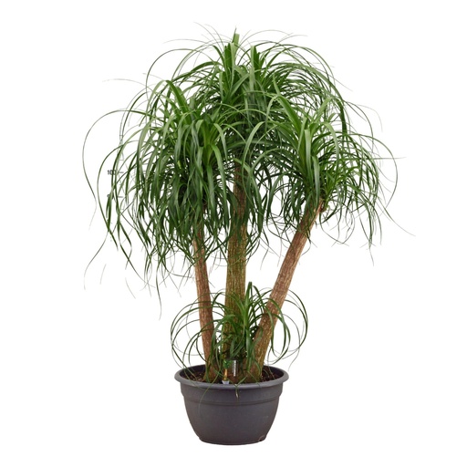 "Elefantenfuß (Beaucarnea recurvata) – pflegeleichte Zimmerpflanze, Höhe ca. 130 cm image"