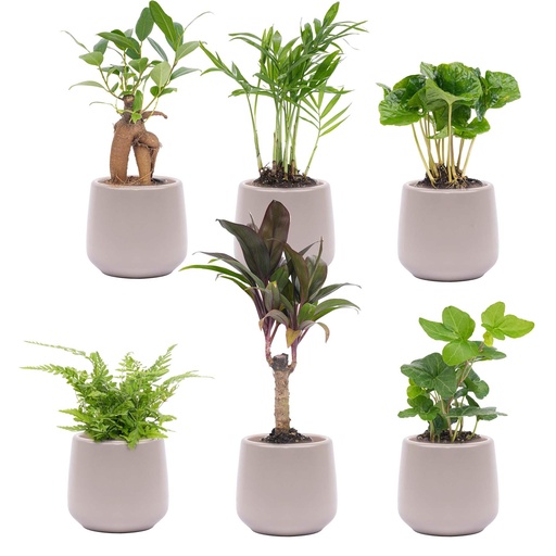 "Mini Pflanzen Set 6 - Inklusive 6x Topf Joey grau matt image"