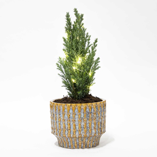 "Kerstboom 'Ellwoodii' + Topf Echo + 20 Kerzenbeleuchtung - 25 - 30 cm hoch image"