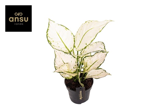 "Aglaonema White Joy - Ø12cm - ↕35cm image"