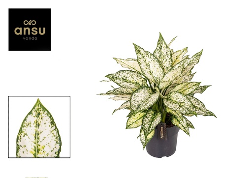"Aglaonema Weiß Kiwi - Ø19cm - ↕40cm image"