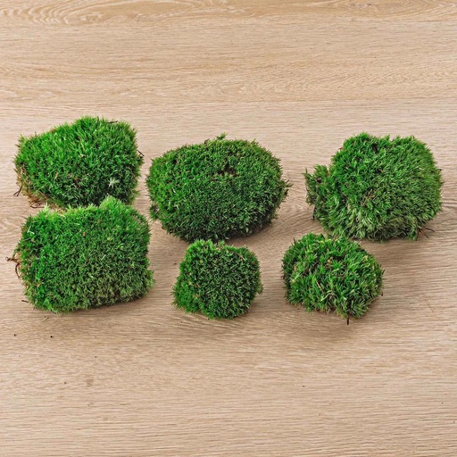 "Live Cushion Moss - Premium Fresh Moss - 6 pcs (2 bags) image"
