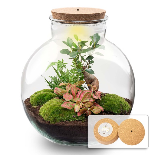 "DIY Pflanzen-Terrarium mit Licht - Bolder Bob Bonsai - Ø 31 cm Höhe ca. 30 cm image"