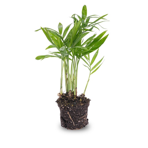 "Zimmerpalme - Chamaedorea elegans 'baby' - Terrarienpflanze - Topfgröße 6 image"