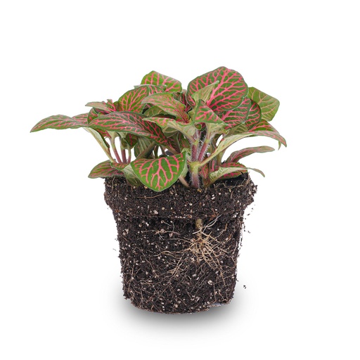 "Fittonia rot - Mosaikpflanze - Topfgröße 8 image"