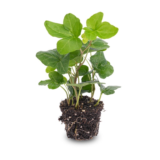 "Hedera helix - Ø 6 cm - Zimmerpflanze & Terrarienpflanze image"
