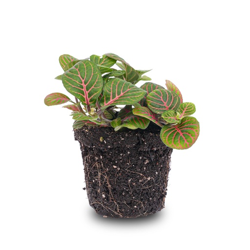 "Mosaikpflanze (Fittonia verschaffeltii) – pflegeleichte Zimmerpflanze image"
