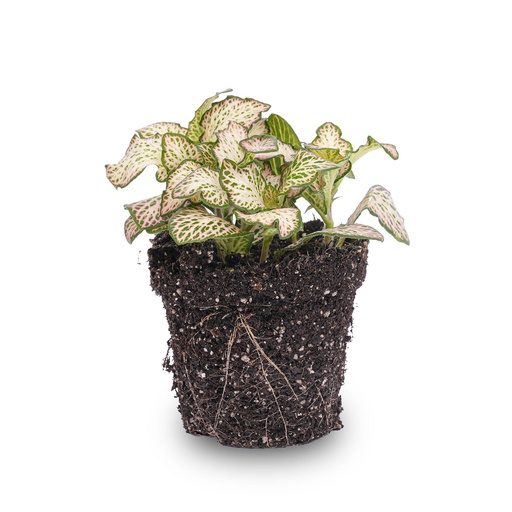 "Mosaikpflanze (Fittonia albivenis) – pflegeleichte Zimmerpflanze image"