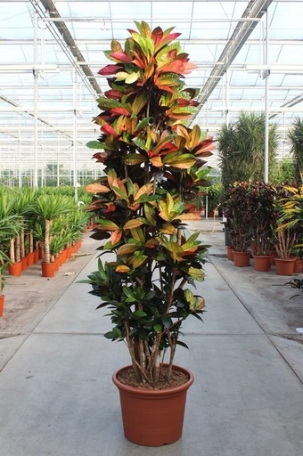 "Wunderstrauch (Codiaeum variegatum) – pflegeleichte Zimmerpflanze, Höhe ca. 230 cm image"