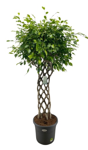 "Birkenfeige (Ficus benjamina) – pflegeleichte Zimmerpflanze, Höhe ca. 180 cm image"