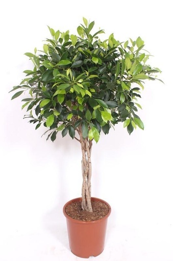 "Indischer Lorbeer (Ficus nitida) – pflegeleichte Zimmerpflanze, Höhe ca. 100 cm image"