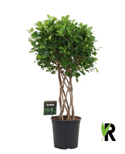 "Geflochtener Ficus (Ficus moclame) – pflegeleichte Zimmerpflanze, Höhe ca. 120 cm image"