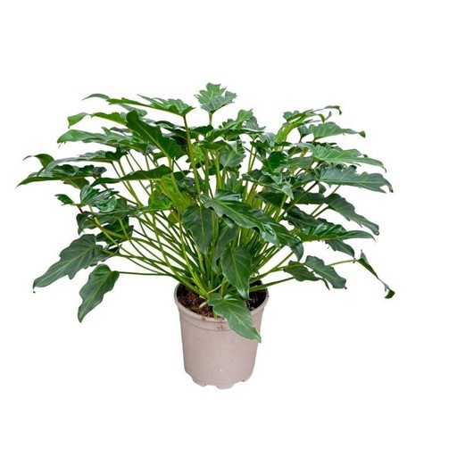 "Xanadu-Baumfreund (Philodendron xanadu) – pflegeleichte Zimmerpflanze, Höhe ca. 70 cm image"