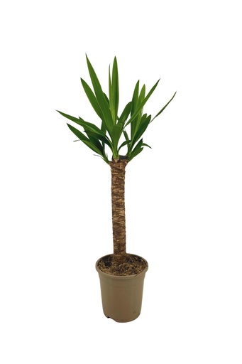 "Yucca Elephantipes Ø17cm - ↕60 - 80cm image"