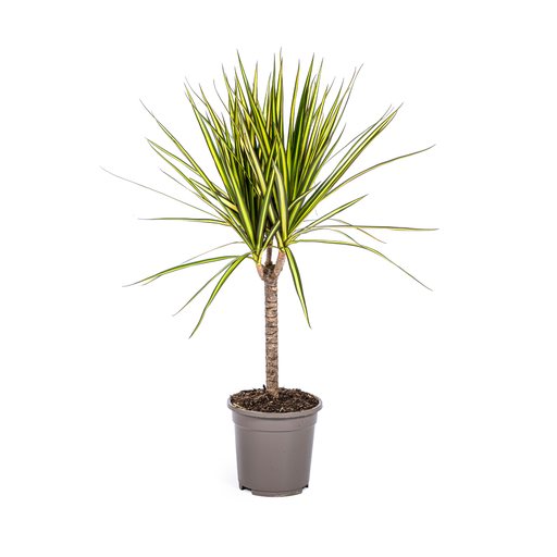 "Drachenbaum (Dracaena marginata) – pflegeleichte Zimmerpflanze, Topf-Ø 17 cm, Höhe ca. 17 cm image"