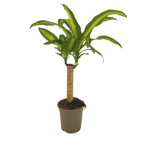 "Duftender Drachenbaum (Dracaena fragrans) – pflegeleichte Zimmerpflanze, Topf-Ø 17 cm, Höhe ca. 17 cm image"