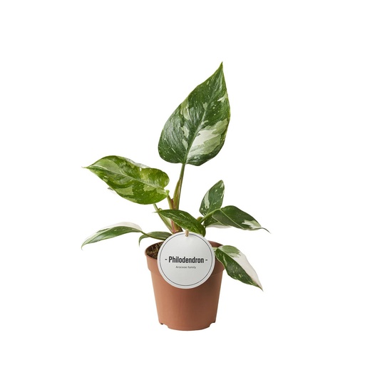"Philodendron Weiße Prinzessin - Ø12cm - ↕30cm image"