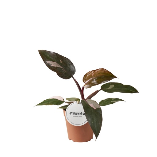 "Philodendron Burgunder Prinzessin - Ø12cm - ↕25cm image"