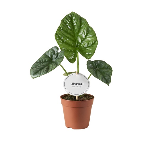 "Alocasia Lukiwan - Ø12cm - ↕20cm image"