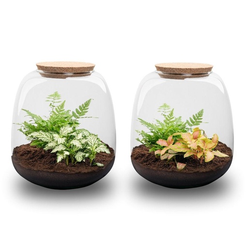 "Pflanzen Terrarium - Emma Mini - DIY Set - Höhe ca. 20 cm - Ø 19 cm - Fittonia White Tiger image"