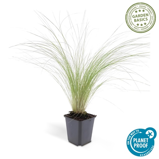"Stipa tenuissima 'Ponytails' - ↕10-25cm - Ø9cm 1x image"
