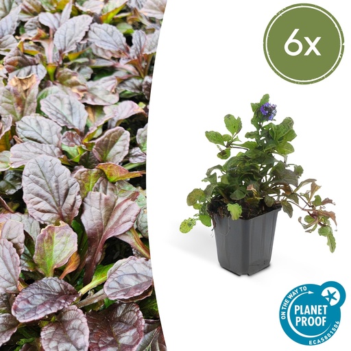 "Kriechender Günsel 6er-Set (Ajuga reptans) – winterharte Bodendecker-Staude, Topf-Ø 9 cm, Höhe ca. 25 cm image"