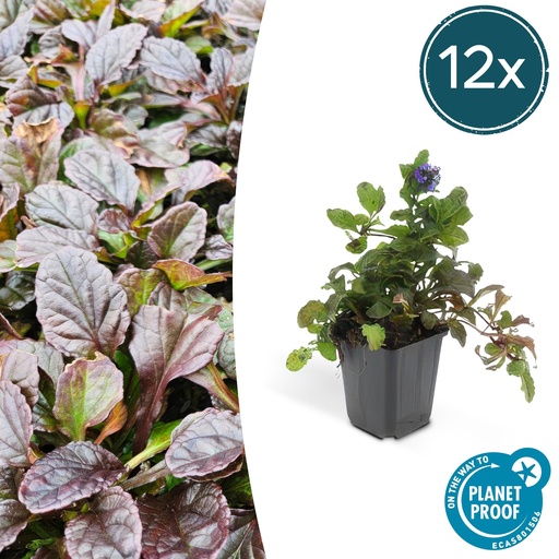 "Kriechender Günsel 12er-Set (Ajuga reptans) – winterharte Bodendecker-Staude, Topf-Ø 9 cm, Höhe ca. 25 cm image"